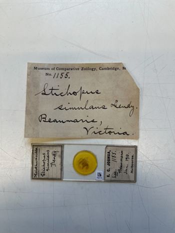 Media type: image;   Invertebrate Zoology HOL-1155 Description: Photograph of microscope slide and handwritten label.;  Aspect: slide